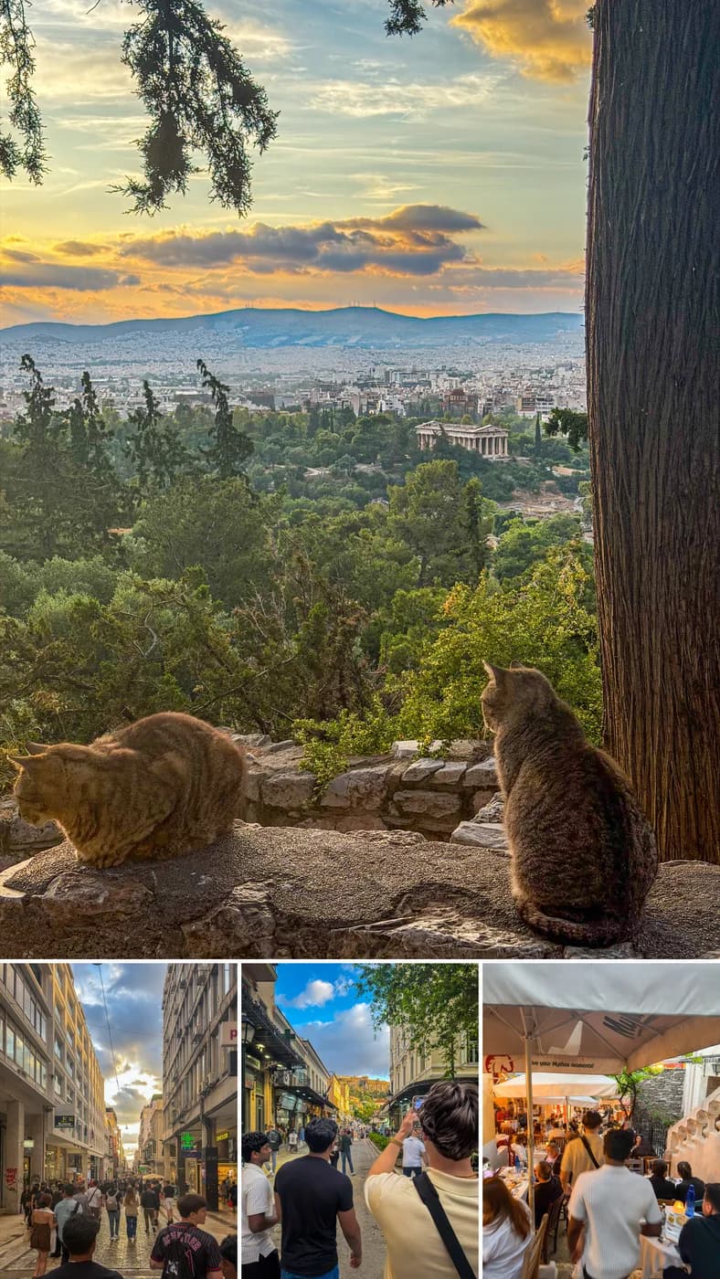 Two cats on a wall overlooking the Temple of Hephaestus and the Athens skyline