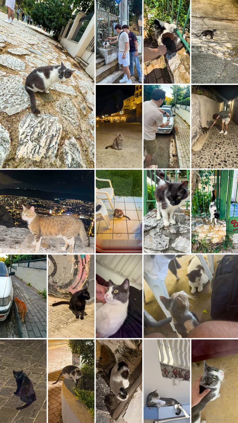 Grid of street cats photographed around Athens
